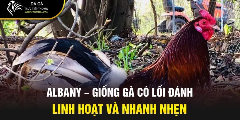 Albany – giống gà có lối đánh linh hoạt và nhanh nhẹn
