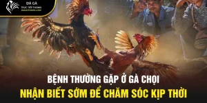 bệnh thường gặp ở gà chọi