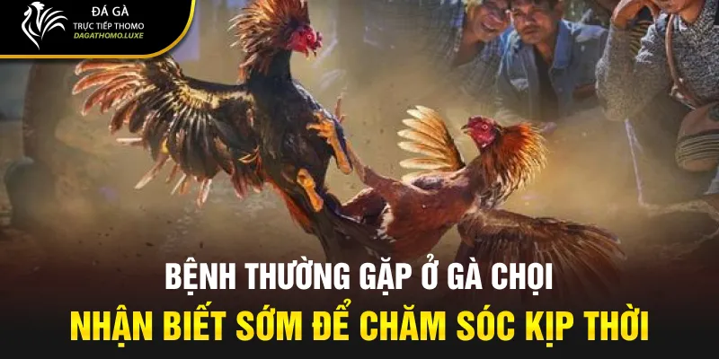 bệnh thường gặp ở gà chọi