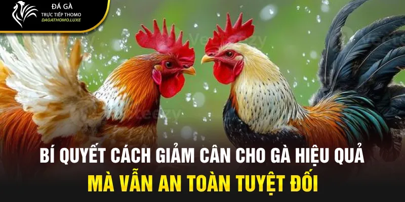 Bí quyết cách giảm cân cho gà hiệu quả mà vẫn an toàn tuyệt đối
