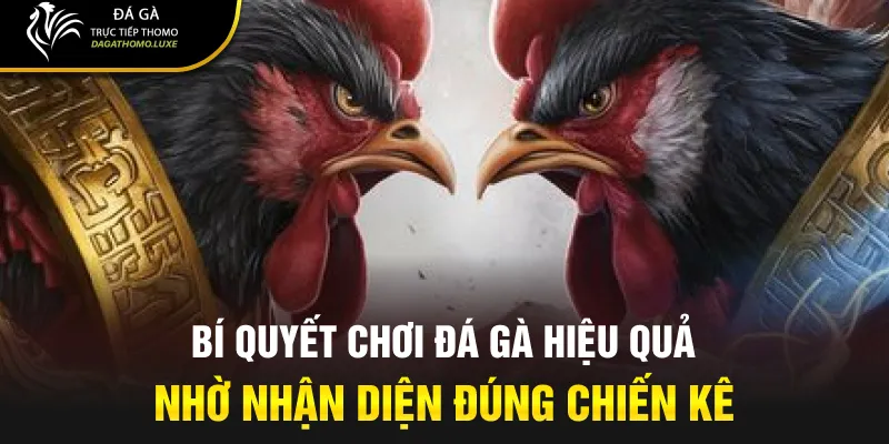 Bí quyết chơi đá gà hiệu quả nhờ nhận diện đúng chiến kê.