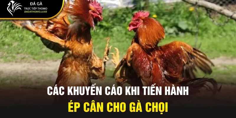 Các khuyến cáo khi tiến hành ép cân cho gà chọi