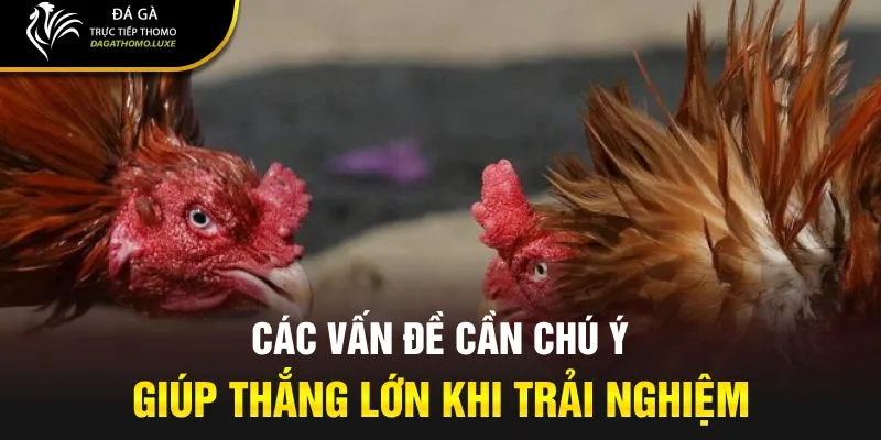 Các vấn đề cần chú ý giúp thắng lớn khi trải nghiệm