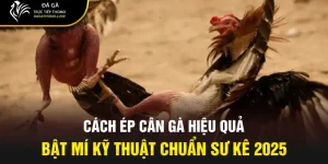 Cách ép cân gà
