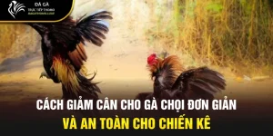 cách giảm cân cho gà