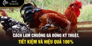 cách làm chuồng gà