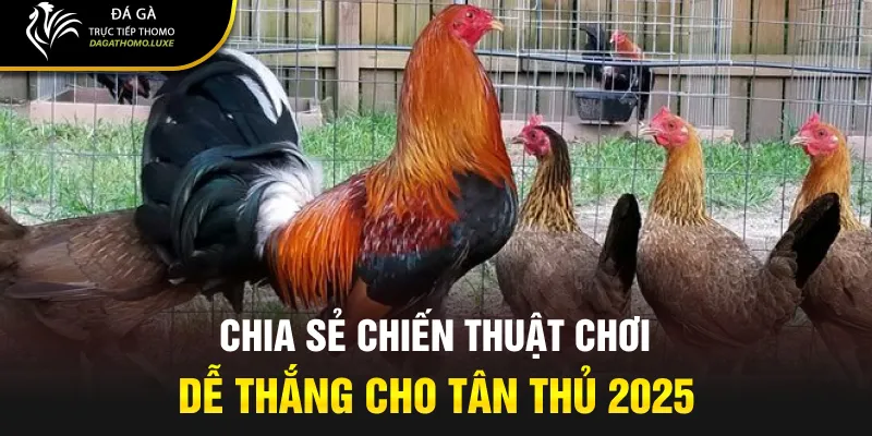 Chia sẻ chiến thuật chơi dễ thắng cho tân thủ 2025