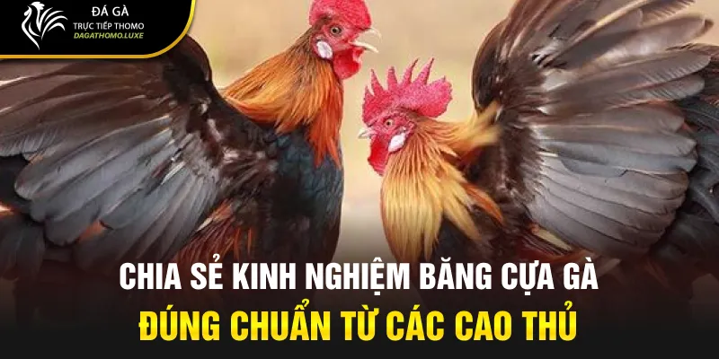 Chia sẻ kinh nghiệm băng cựa gà đúng chuẩn từ các cao thủ