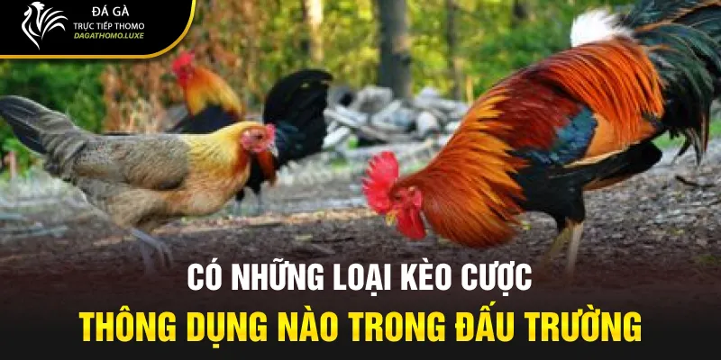 Có những loại kèo cược thông dụng nào trong đấu trường