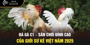 Đá gà c1
