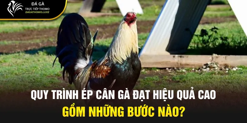Đá gà cựa sắt có ý nghĩa gì trong giới chơi gà?