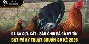 đá gà cựa sắt