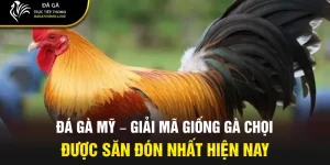 đá gà Mỹ