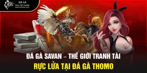 Đá gà Savan