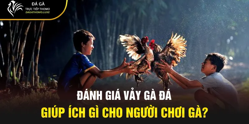 Đánh giá vảy gà đá giúp ích gì cho người chơi gà?