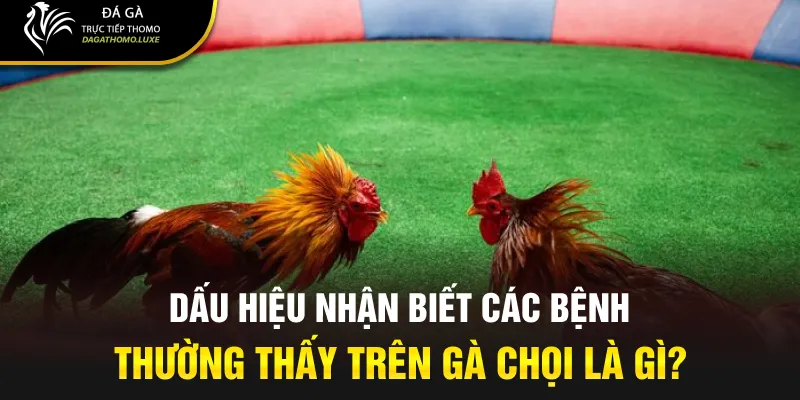 Dấu hiệu nhận biết các bệnh thường thấy trên gà chọi là gì?