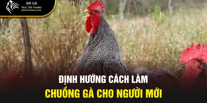 Định hướng cách làm chuồng gà cho người mới