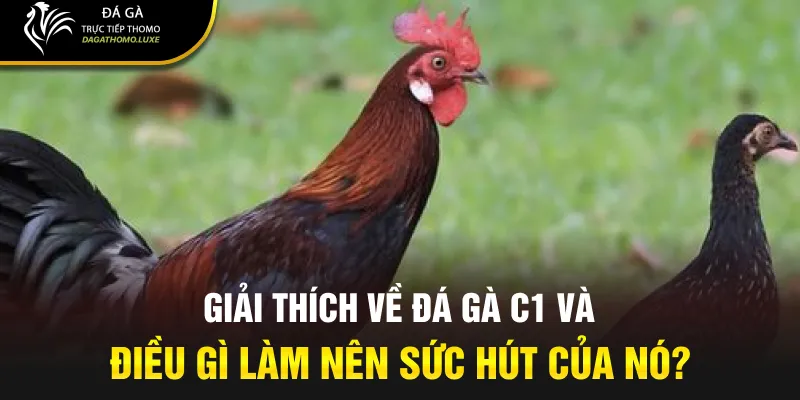 Giải thích về đá gà C1 và điều gì làm nên sức hút của nó?