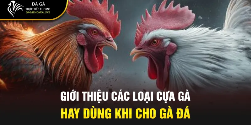 Giới thiệu các loại cựa gà hay dùng khi cho gà đá