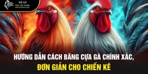 cách băng cựa gà
