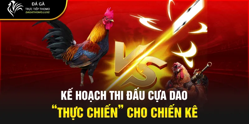 Kế hoạch thi đấu cựa dao “thực chiến” cho chiến kê