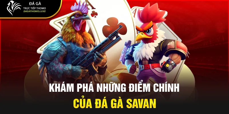 Khám phá những điểm chính của đá gà Savan