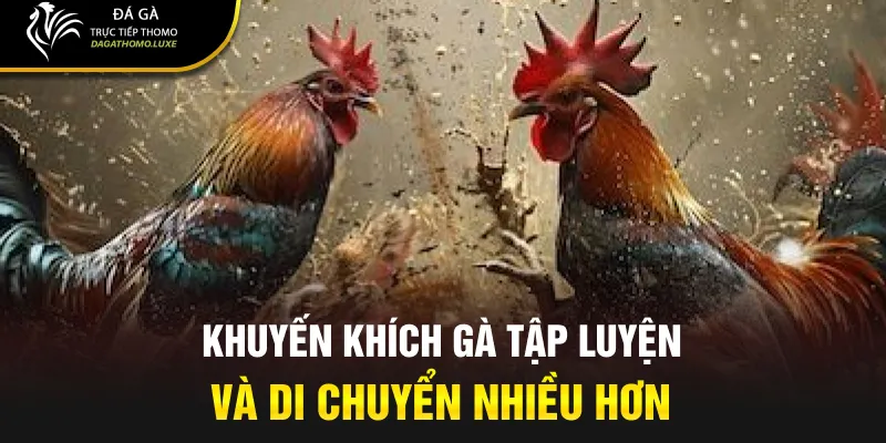 Khuyến khích gà tập luyện và di chuyển nhiều hơn