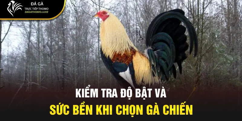 Kiểm tra độ bật và sức bền khi chọn gà chiến
