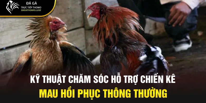 Kỹ thuật chăm sóc hỗ trợ chiến kê mau hồi phục thông thường