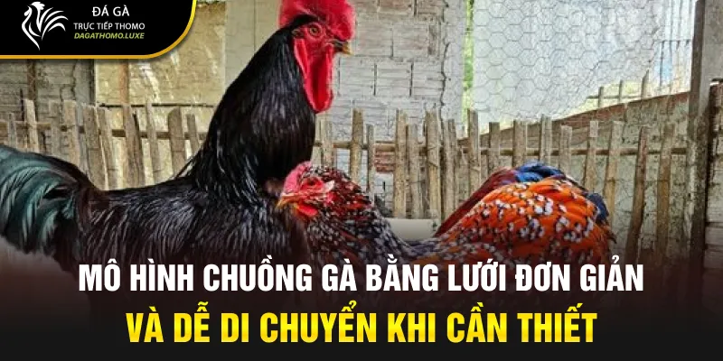 Mô hình chuồng gà bằng lưới đơn giản và dễ di chuyển khi cần thiết.