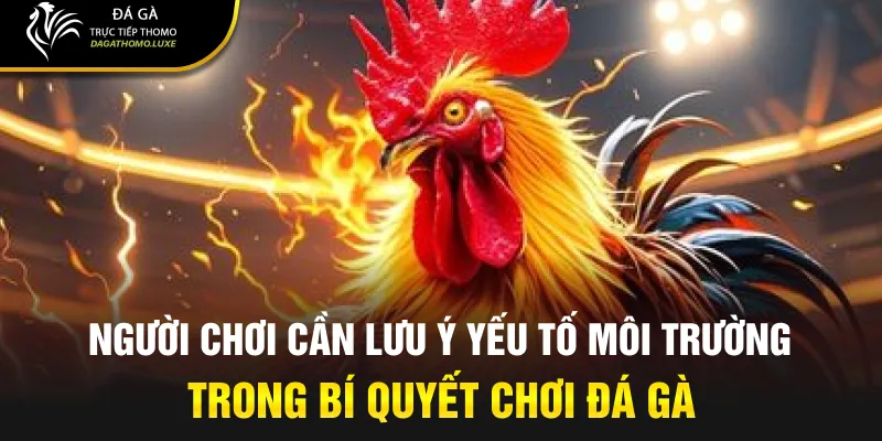 Người chơi cần lưu ý yếu tố môi trường trong bí quyết chơi đá gà.