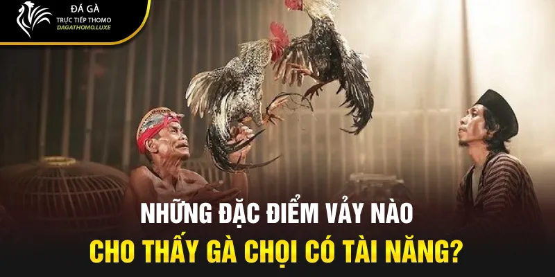 Những đặc điểm vảy nào cho thấy gà chọi có tài năng?