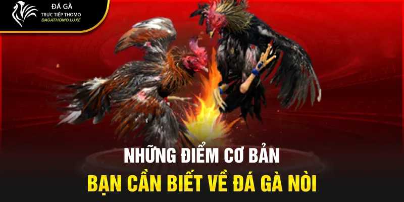 Những điểm cơ bản bạn cần biết về đá gà nòi