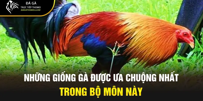 Những giống gà được ưa chuộng nhất trong bộ môn này