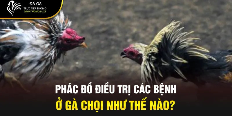 Phác đồ điều trị các bệnh ở gà chọi như thế nào?