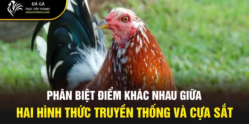 Phân biệt điểm khác nhau giữa hai hình thức truyền thống và cựa sắt
