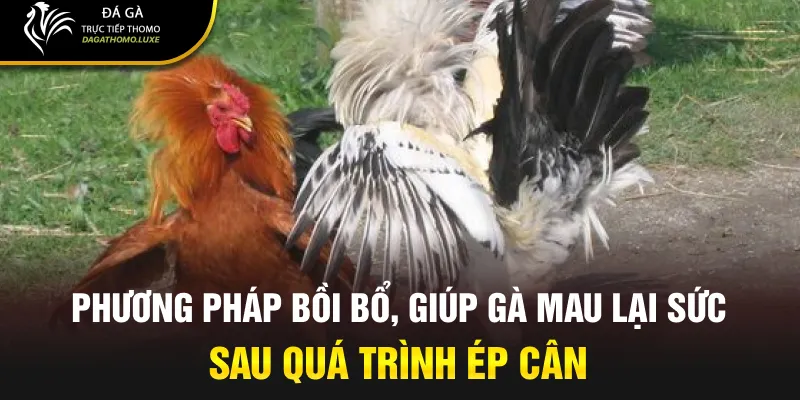 Phương pháp bồi bổ, giúp gà mau lại sức sau quá trình ép cân