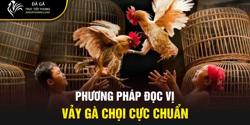 Phương pháp đọc vị vảy gà chọi cực chuẩn