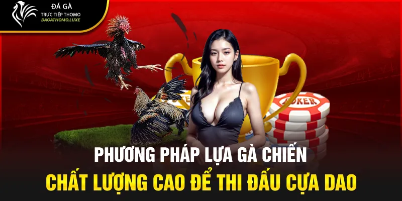 Phương pháp lựa gà chiến chất lượng cao để thi đấu cựa dao
