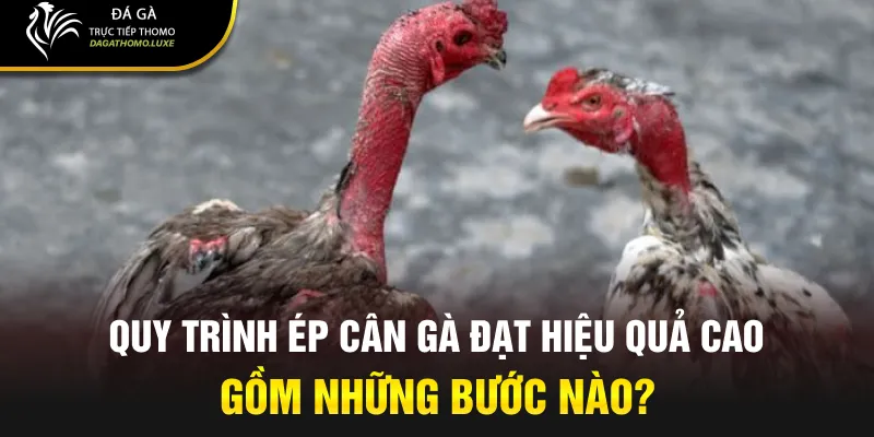 Quy trình ép cân gà đạt hiệu quả cao gồm những bước nào?