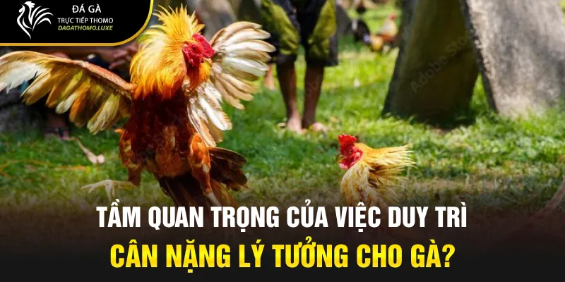 Tầm quan trọng của việc duy trì cân nặng lý tưởng cho gà?