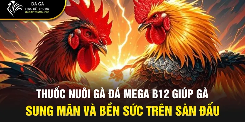 Thuốc nuôi gà đá Mega B12 giúp gà sung mãn và bền sức trên sàn đấu