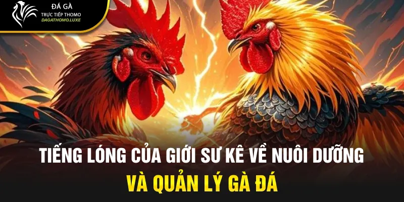 Tiếng lóng của giới sư kê về nuôi dưỡng và quản lý gà đá
