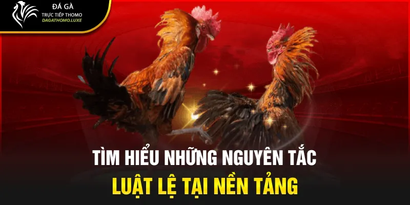 Tìm hiểu những nguyên tắc luật lệ tại nền tảng
