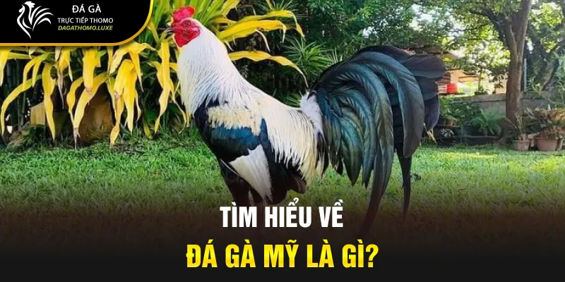 Tìm hiểu về đá gà Mỹ là gì?