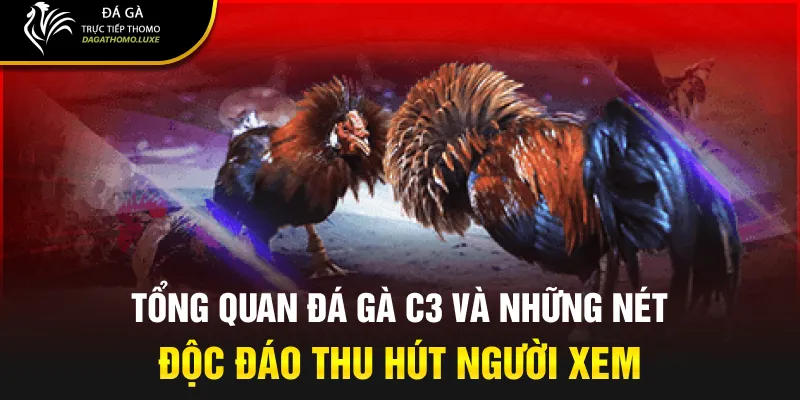 Tổng quan đá gà c3 và những nét độc đáo thu hút người xem