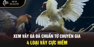 Xem vảy gà đá