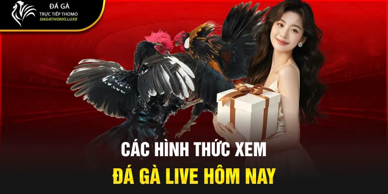 Các hình thức xem đá gà live hôm nay